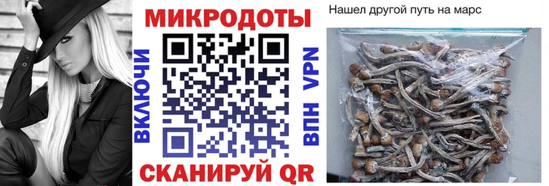 Галлюциногенные грибы Psilocybe  Купить где  Туринск 